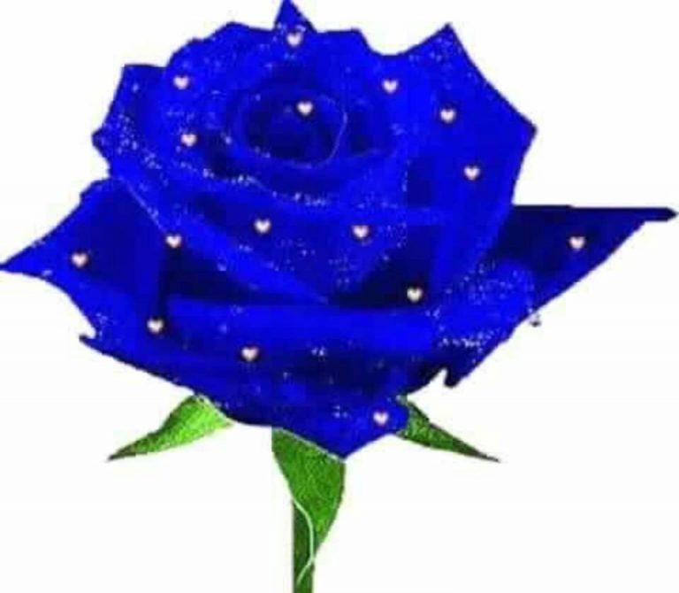 Berisha iu bashkohet urimeve të Shën Valentinit, uron të dashuruarit me lule blu