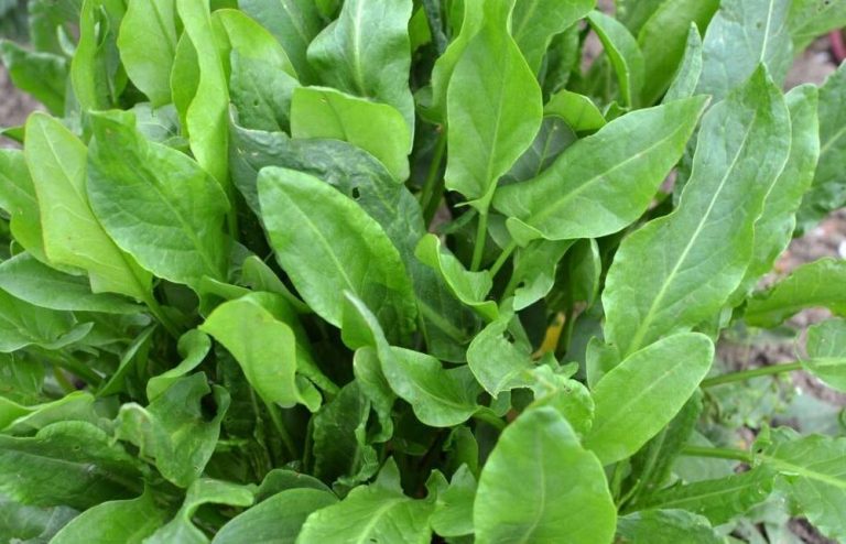 Nena e Gjelbër e Shqipërisë, Barishtja e Egër Plot Shëndet