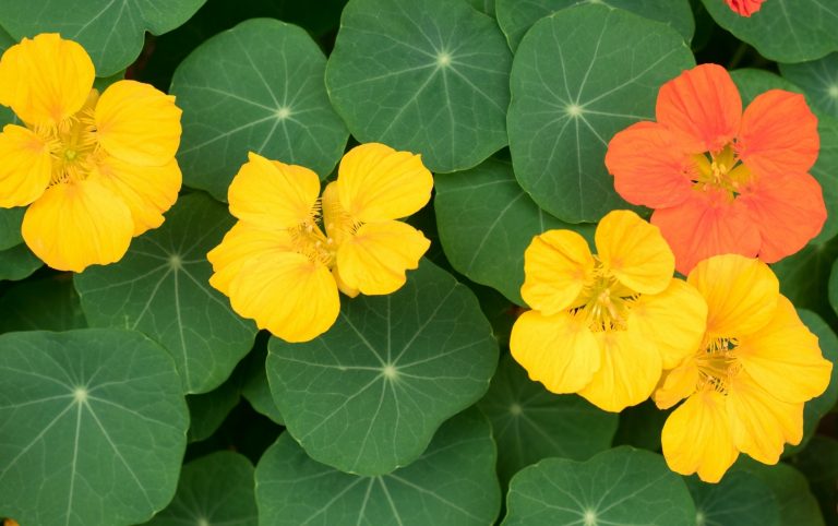 Lajkatarja – Lulja e Veçantë e Shëndetit, Si ta Përdorni