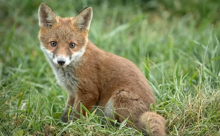 Francë, 3 dhelpra ngordhin nga epidemia e gripit të shpendëve, frikë nga përhapja tek njerëzit