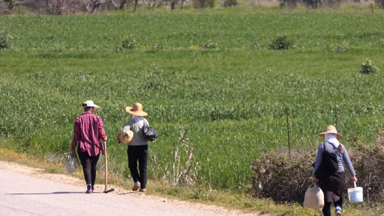 La emigrimin për të mbjellë bimë medicinale në Belsh!