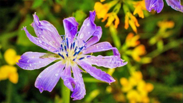 Çikorja e Egër – Si ta Përdorni për Shëndetin e Stomakut dhe Zemrës