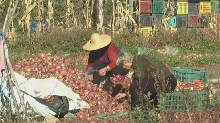 Ndryshimi i varieteteve, fermerët: Më pak shpenzime dhe më shumë prodhim e fitim