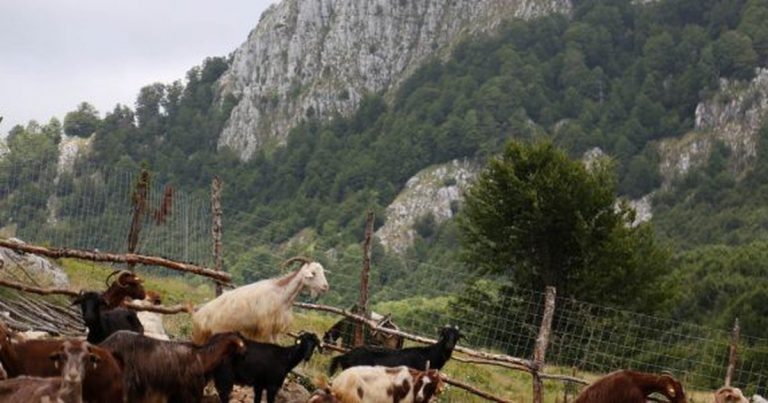 Ishte duke shkuar në stan, 69-vjeçari nga Himara rrëzohet aksidentalisht dhe humb jetën