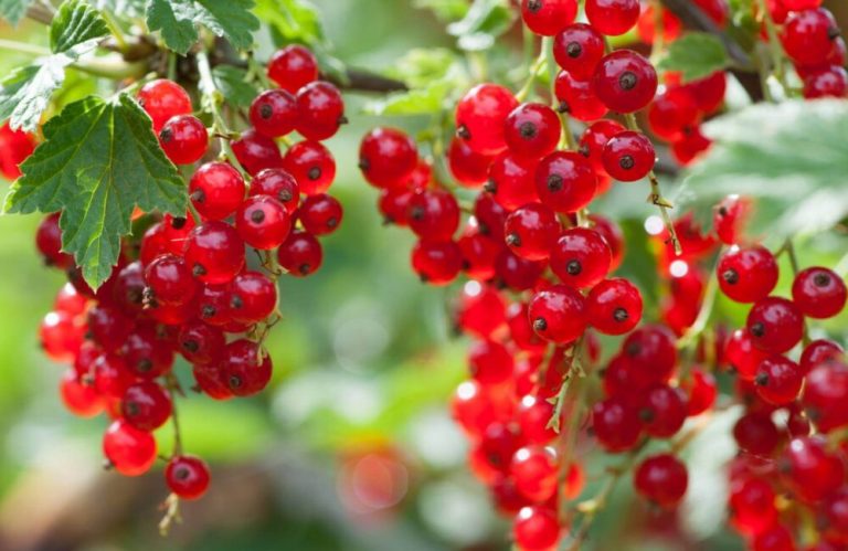 Vetitë e Serezit – Rrushit të Zanave