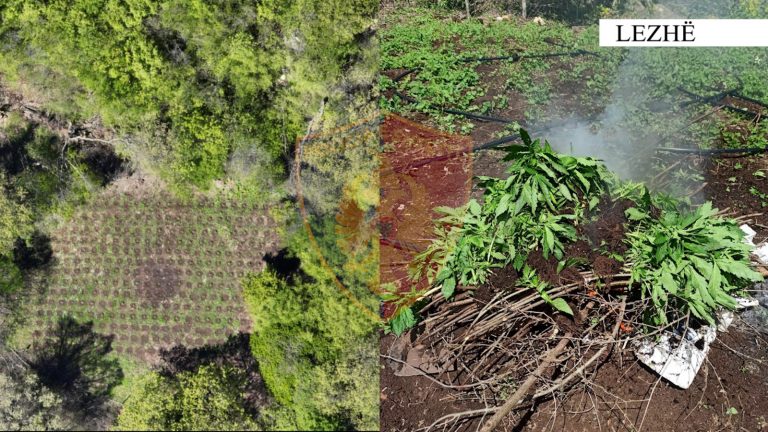 Lezhë/ Droni zbulon 270 bimë narkotike në Malin e Rrencit, nuk dihet autori