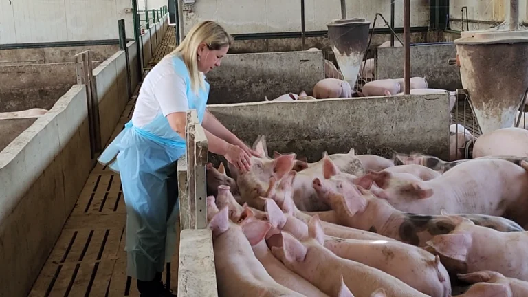 Fermerja e kafshëve/ Patos, arrin të rrisë tre mijë derra në një vit