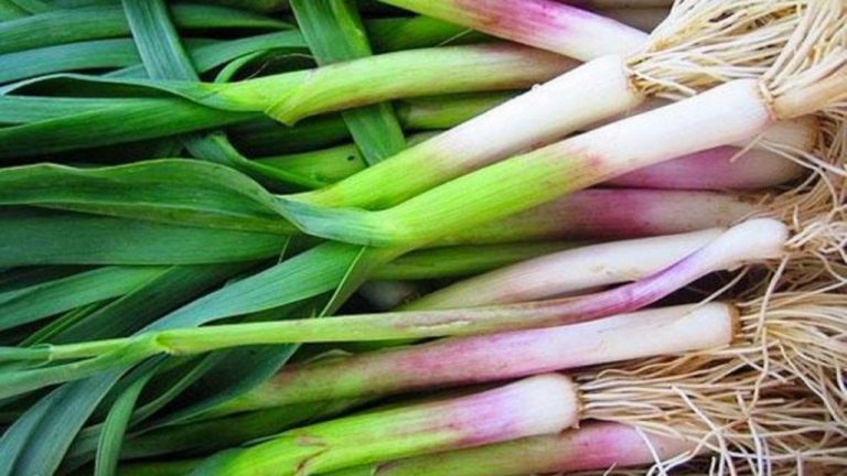 Hudhrat e Njoma si Mrekulli e Natyrës – Vlerat për Shëndetin