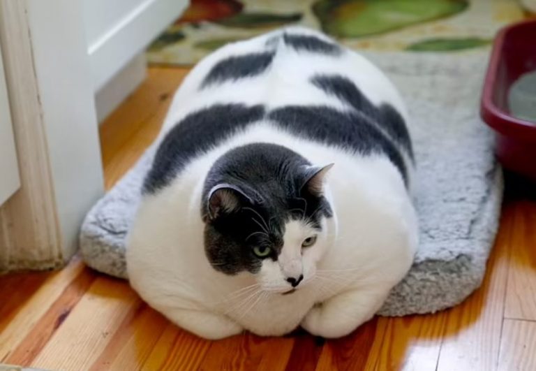 Maçoku më i shëndoshë në botë nis dietën