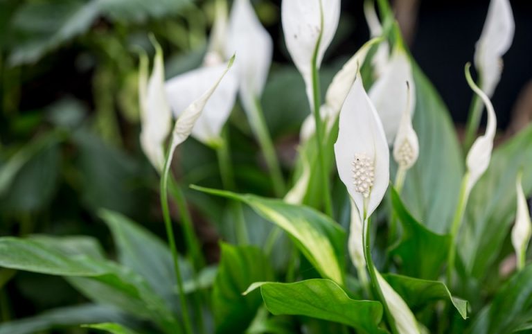 7 Bimët që Bëjnë Mrekulli Rreth Njeriut