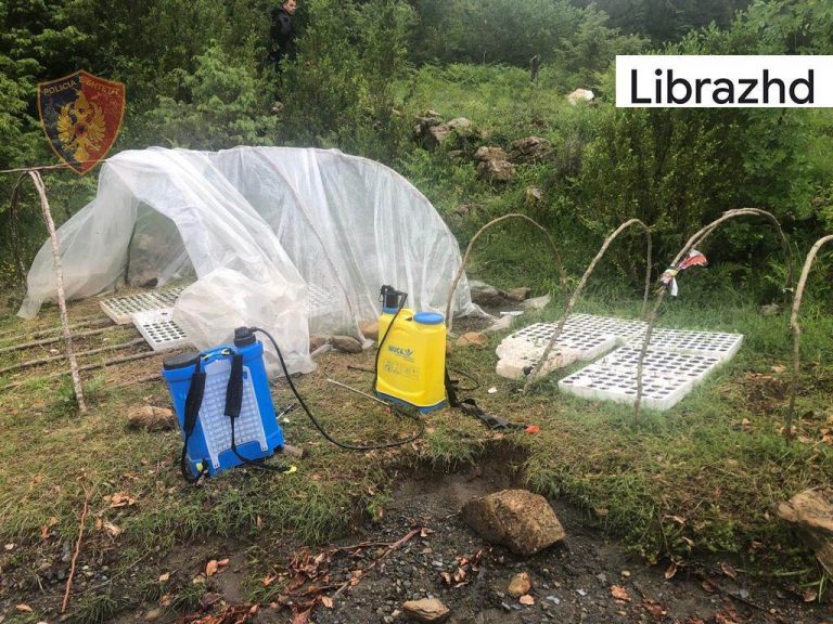 Policia gjen kanabis ne Librazhd.