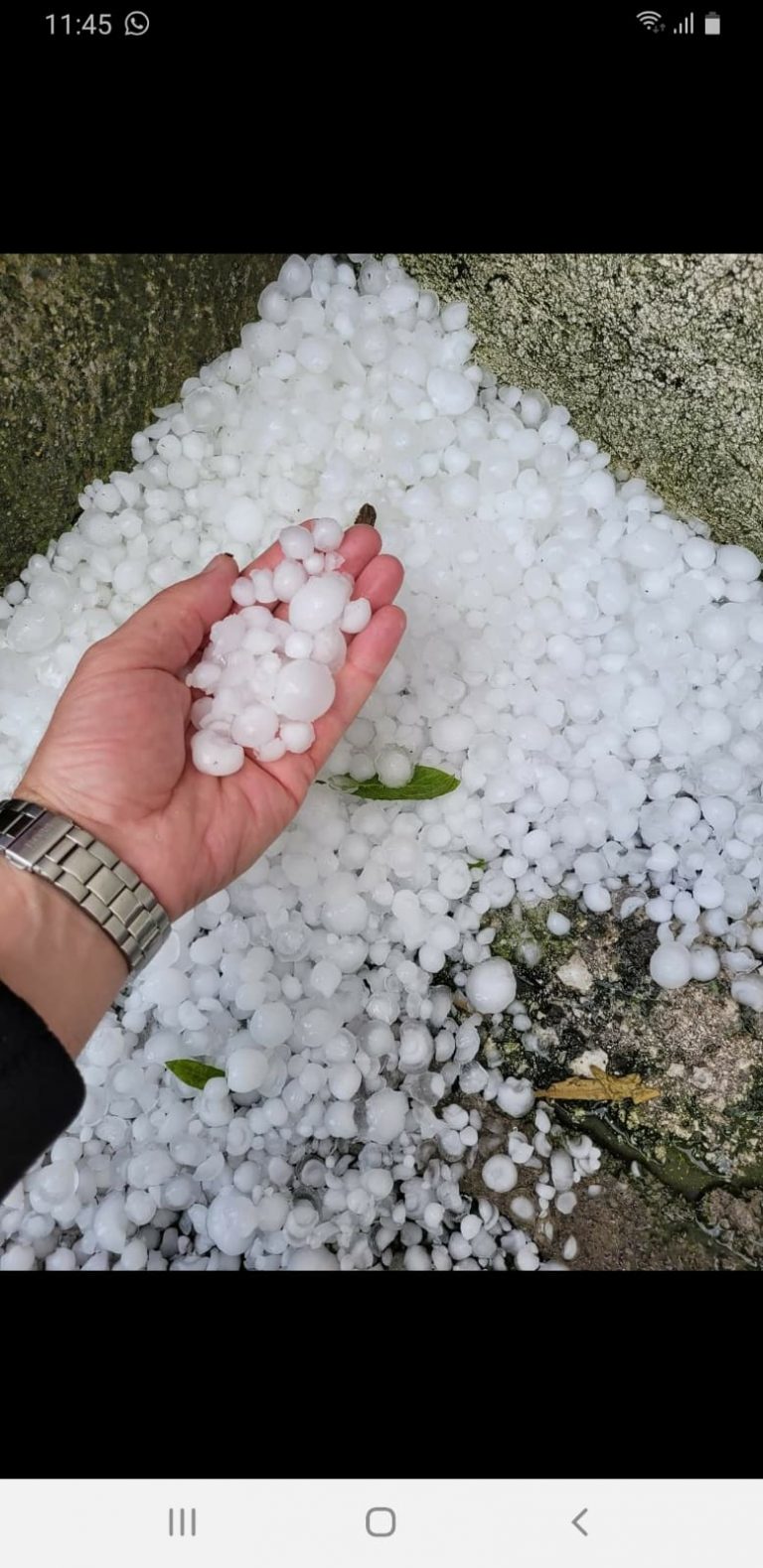 Breshër i pazakontë, dëmton rëndë bujqësinë