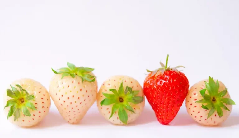 Luleshtrydhet e Bardha – Çfarë Janë, Nga Vijnë dhe Cilat Janë Karakteristikat e Tyre