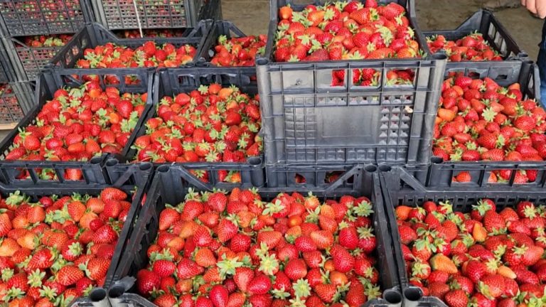 Fermerët kërkojnë punëtorë/ Prodhuesit e luleshtrydheve ankohen edhe për çmimet e shumicës