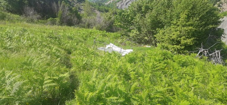 Asgjësohen rreth 1 mijë kanabis