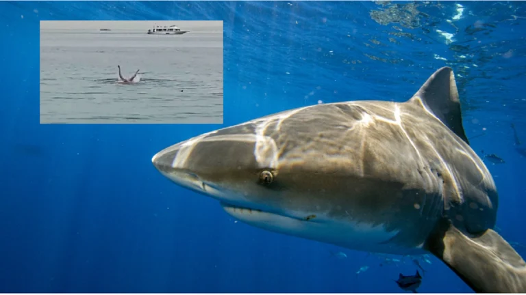 Video/ Peshkaqeni tigër masakron shtetasin rus, qytetarët ulërijnë të tmerruar