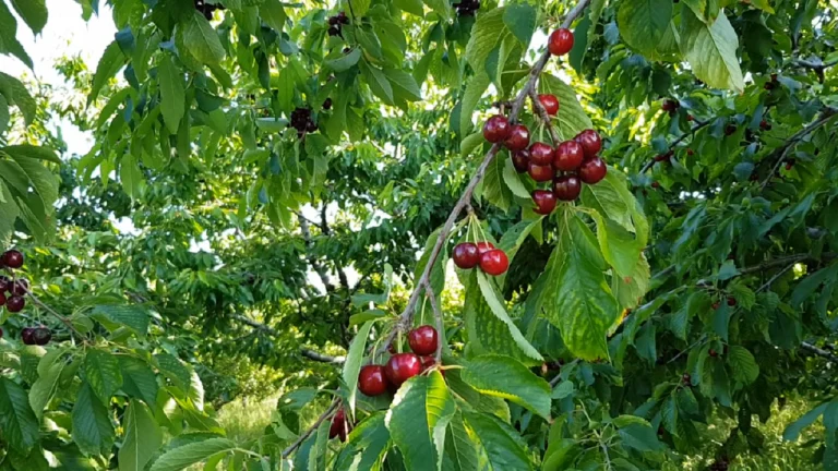 Abuzimi me çmimin e qershive/ Prodhim i pakët prej kushteve atmosferike, por tregtarët e trefishuan çmimin