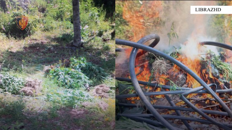 Librazhd/ Policia asgjeson 491 rrënjë kanabis sativa.Shpallen në kerkim autorët
