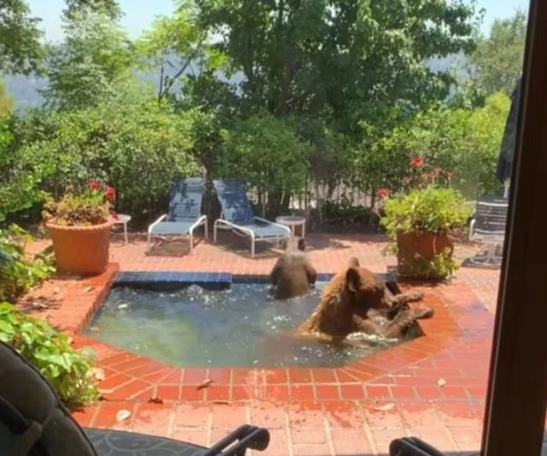 E zonja e shtëpisë gjen dy arinj duke u freskuar në pishinën e saj