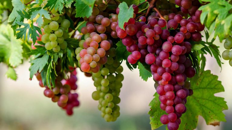 Rrushi me Erë – Krahas Shijes Unike, Fuqi Shëndeti për Organizmin