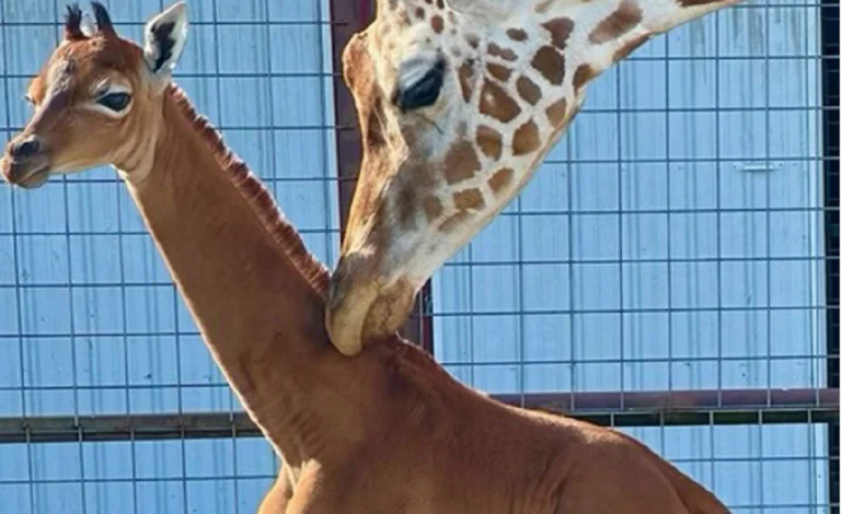 SHBA/ Rasti i parë në botë, lind gjirafa unike pa njolla në kopshtin zoologjik të Tenesit