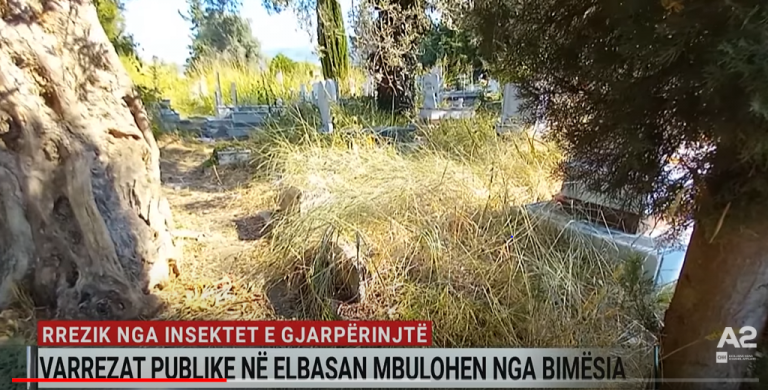 Rrezik nga insektet e gjarpërinjtë, varrezat publike në Elbasan mbulohen nga bimësia