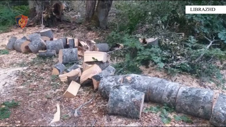 Librazhd/ Vihen në pranga 2 shtetas që u kapën në flagrancë duke prerë pemë, në parkun kombëtar “Shebenic”.