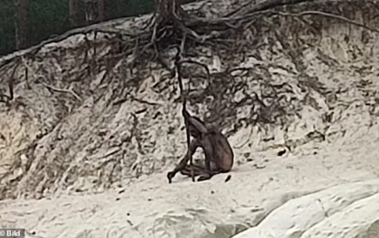 “Njeriu ujk” në malet e Gjermanisë