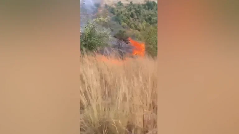 Zjarr në fshatin Pajovë, përfshihet nga flakët sipërfaqja me ullinj dhe shkurre