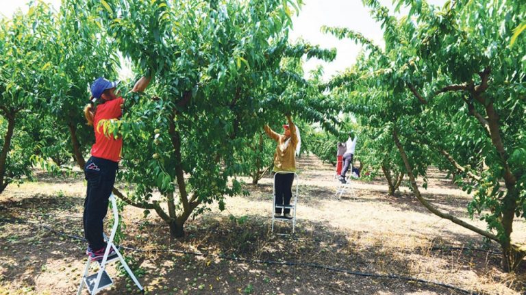 Greqisë i duhen 60 mijë punëtorë, hedh sytë nga Azia! Shqiptarët duan paga më të larta