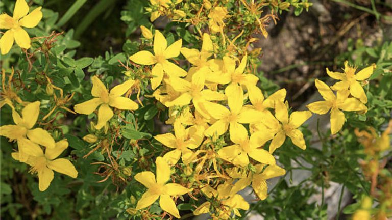 Lulja e Basanit – Balsami i Mrekullueshëm për Shëndetin dhe Gjithë Organizmin