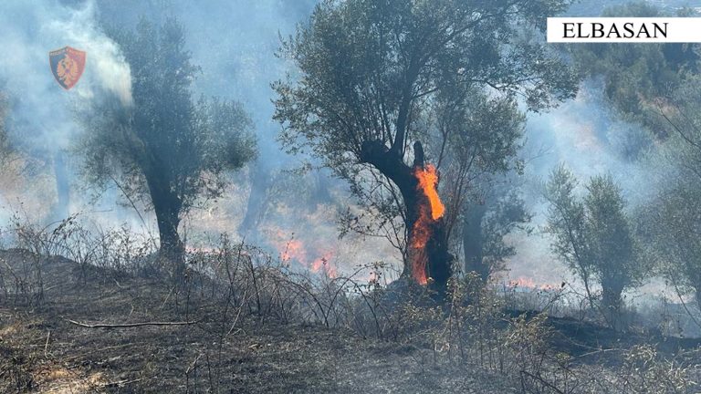 I vuri zjarrin ullishtës në Elbasan, arrestohet 51-vjeçari