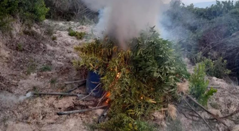 Kishte mbjellë 102 bimë kanabis në një fshat të Mallakastrës, në pranga një 18-vjeçar