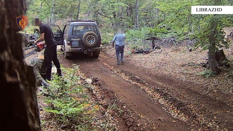 Librazhd/ Arrestohen 6 persona për prerje pyjesh