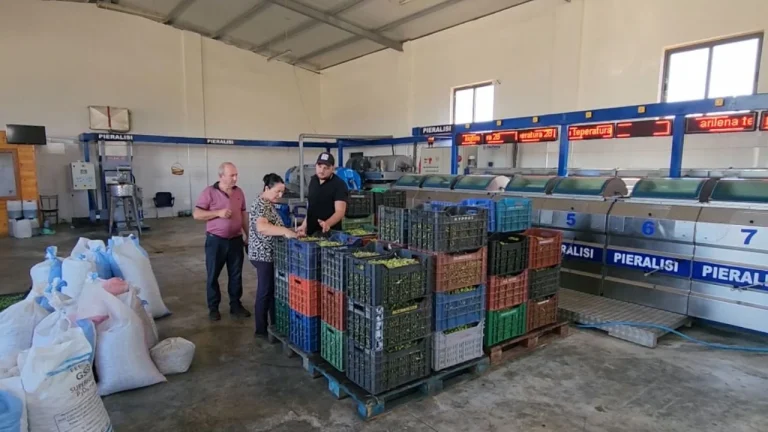 Viti i keq i ullirit! Në Fier ka më pak prodhim, pritet rritje e çmimit të vajit