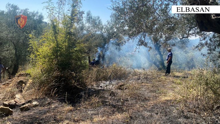 Elbasan/ Ndezi zjarr për të djegur barishte, flakët shkrumbuan pemët frutore të shtetasve të tjerë, procedohet autori