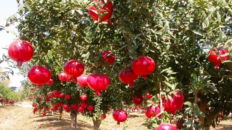 Shega Devedishe – Më e Mira Kundër Plakjes së Organizmit