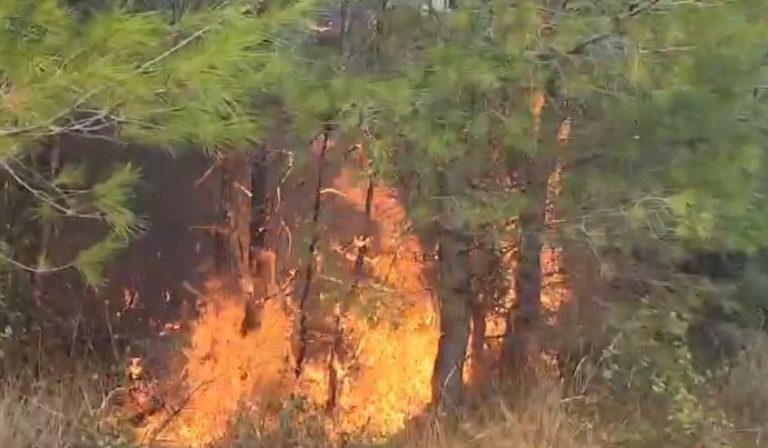 Prej 8 ditësh betejë me flakët në Pishëporo dhe Darëzezë, si u rrezikua gjatë natës një banesë, vijon aksioni për shuarjen e zjarrit