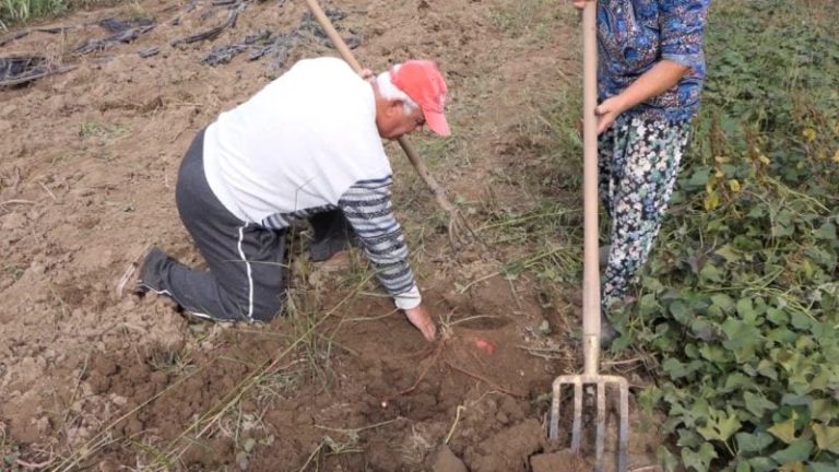 Kultivimi i patates së ëmbël! Ish-ushtaraku në Peqin e nisi nga interneti