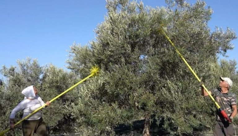 Fermerët e Peqinit ankohen për ullinjtë: Këtë vit nuk ka prodhim, vaji me kosto