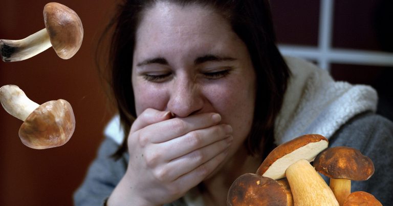 41-vjeçarja helmohet nga kërpurdhat në Devoll, shkon në spital në gjendje të rëndë