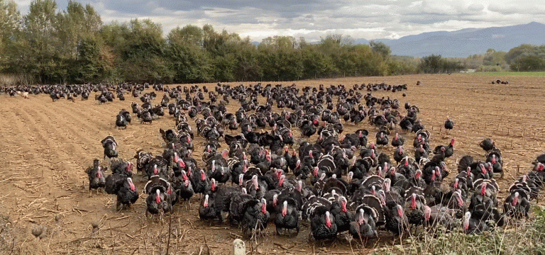 Gjeli i detit këtë vit 300 lekë më shtrenjt në Peqin (Video)