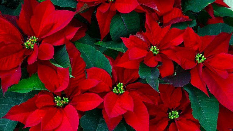 Lulja e Kuqe e Krishtlindjeve – Si të Kujdeseni për ta Patur sa më Gjatë në Shtëpi