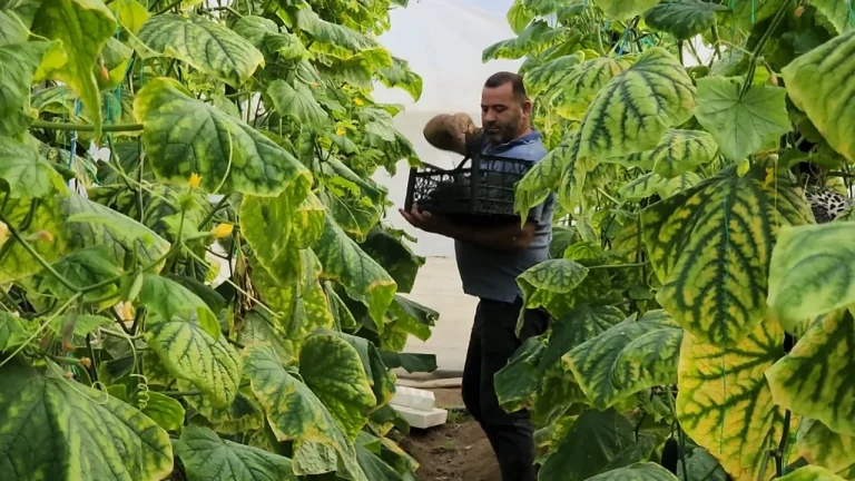 Bujqësia në rënie! Minus 0.41% sektori i ekonomisë që zë 22% të prodhimit të brendshëm, ekspertët: Duhet plan strategjik