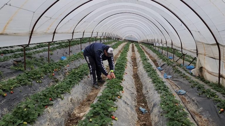 Serat kërkojnë punëtorë/ Fermeri nga Fieri: Të vijnë emigrantë siç kemi bërë ne