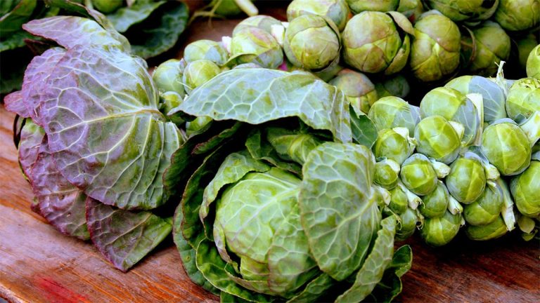 Ushqimet më të Mira Kundër Simptomave të Reumatizmës