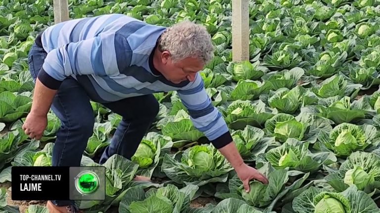 Mungesa e punëtorëve/ Pengesë për shtimin e sipërfaqeve me sera në Cakran