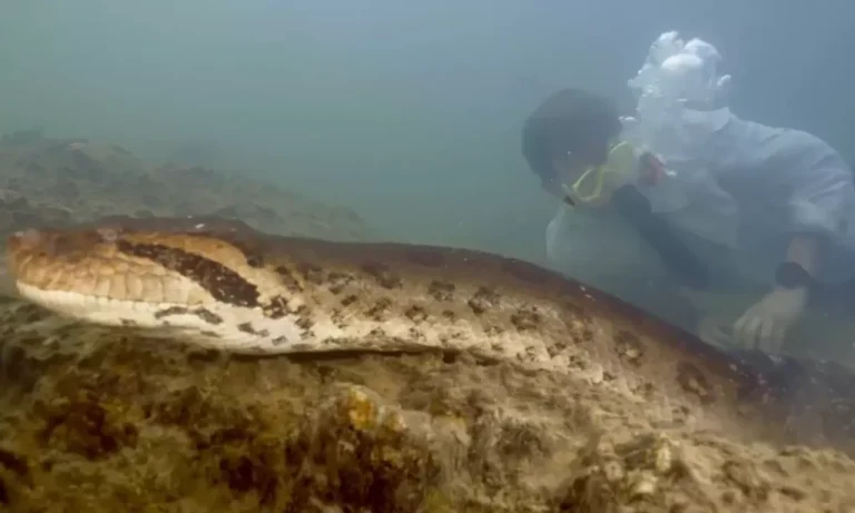 Zbulohet gjarpri më i madh në botë, është 8 metra i gjatë
