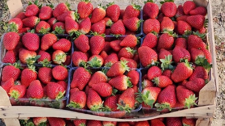 Superprodhim i pazakontë, i ngrohti poqi para kohe luleshtrydhen dhe uli cilësinë