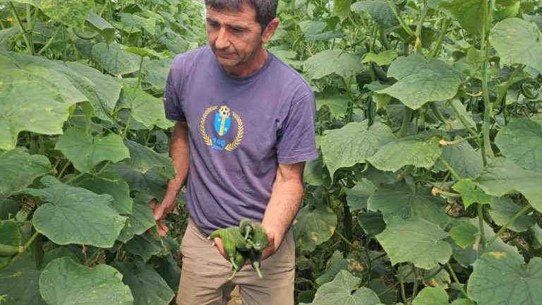 Peqin/ Çmimet e larta të farave dhe mungesa e fuqisë puntore vën fermerët në vështirësi!